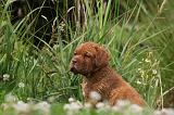 DOGUE DE BORDEAUX 278